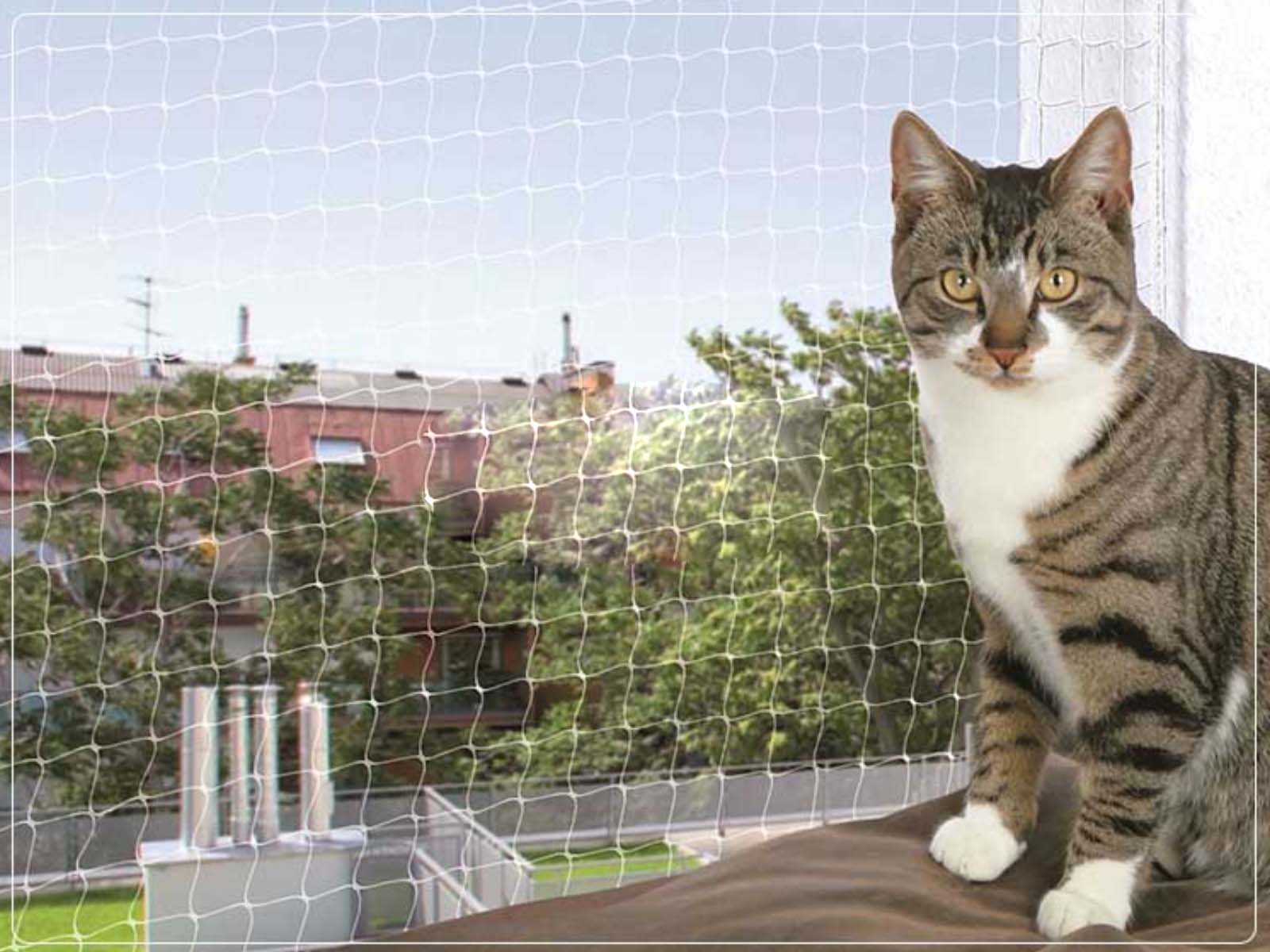 Kedi Filesi